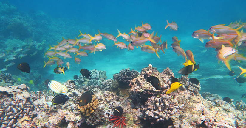 Snorkeling in Maui